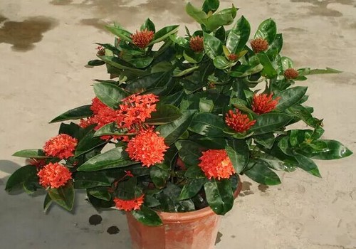 龙船花图片