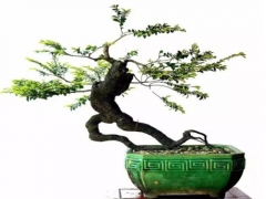 黑骨茶盆景养护方法