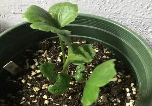 花毛茛幼苗图片