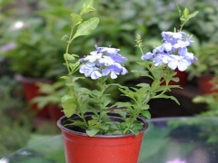 盆栽蓝雪花怎么养护