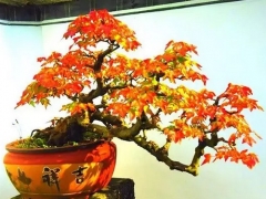三角枫盆景养护方法及注意事项