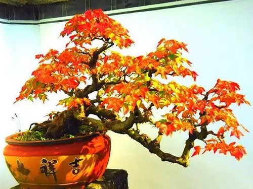 三角枫盆景图片