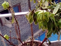金边瑞香叶子耷拉下垂怎么办