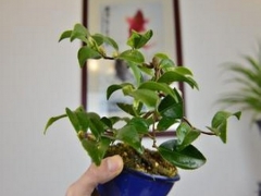 盆栽茶梅的养殖方法和注意事项