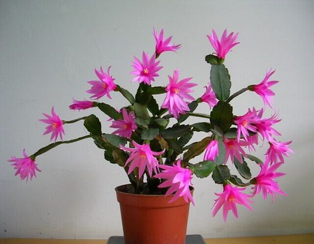 假昙花盆栽图片