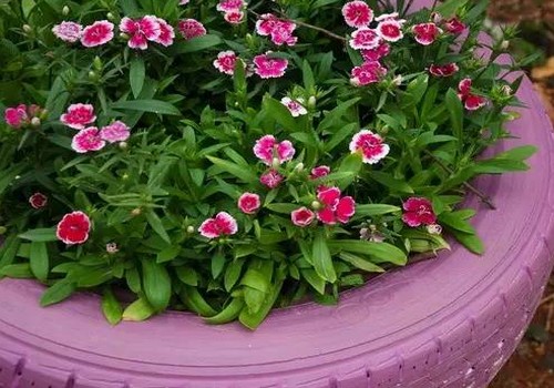 石竹花图片
