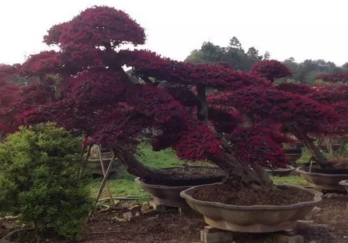 红花继木盆景