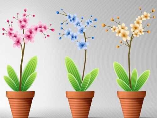 春天盆栽花卉的养护管理