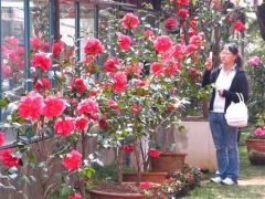 山茶花盆景养护技巧