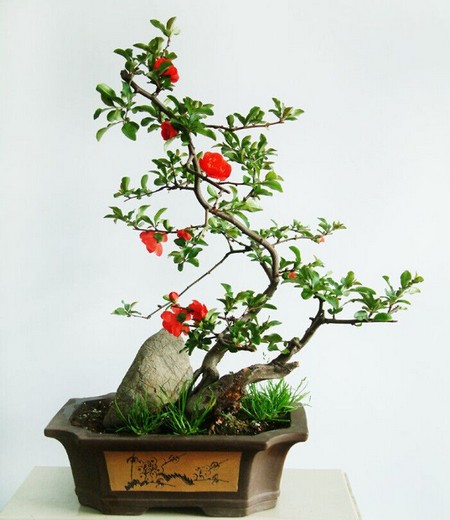 盆栽茶花的养护管理