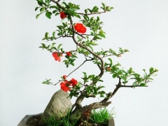 盆栽茶花的养护管理
