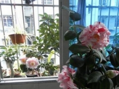 家庭阳台茶花盆景养护方法