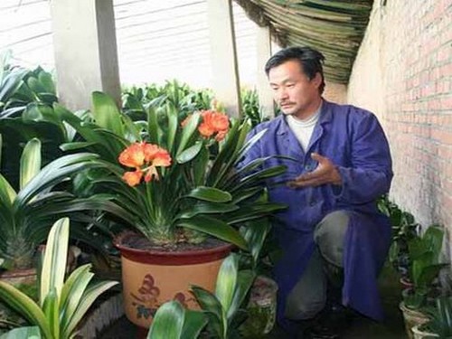 君子兰叶片养护技巧