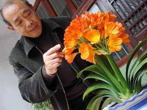 君子兰盆景的养护方法