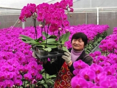 蝴蝶兰盆景花后养护技巧