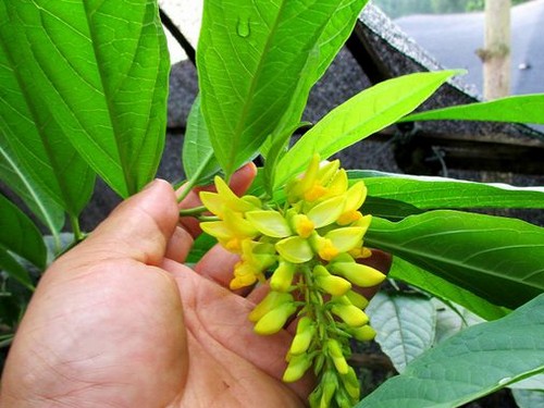 黄花倒水莲盆景养护方法