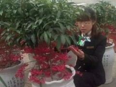 富贵子（黄金万两）的养殖方法