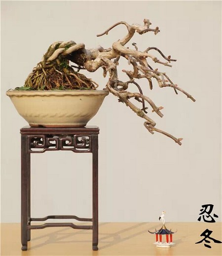 杂木盆景养护技巧4