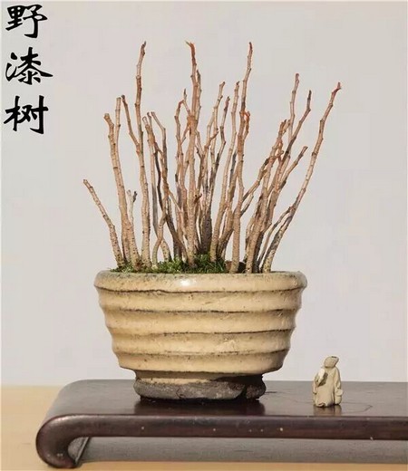 杂木盆景养护技巧3