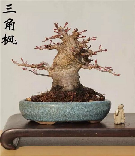 杂木盆景养护技巧2
