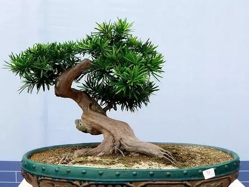盆景桩材移植及栽种新桩的养护心得体会