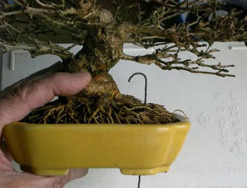 盆景养护之春季换土换盆8
