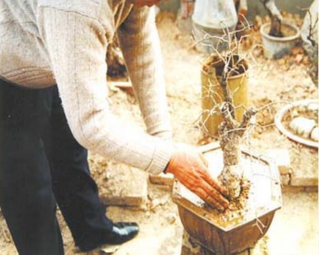 树桩盆景翻盆换土方法2