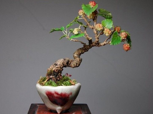 桑树盆景的栽种与养护