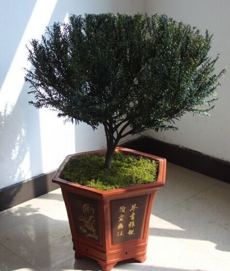 盆花烂根的原因及补救措施3