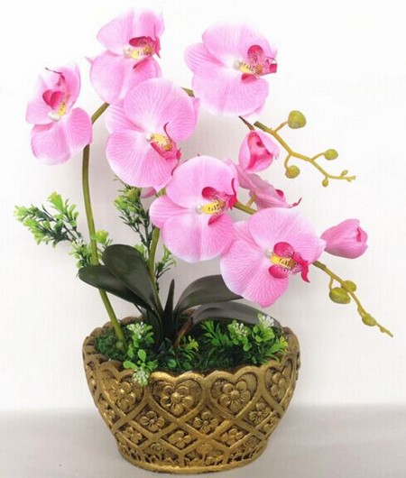 盆花烂根的原因及补救措施