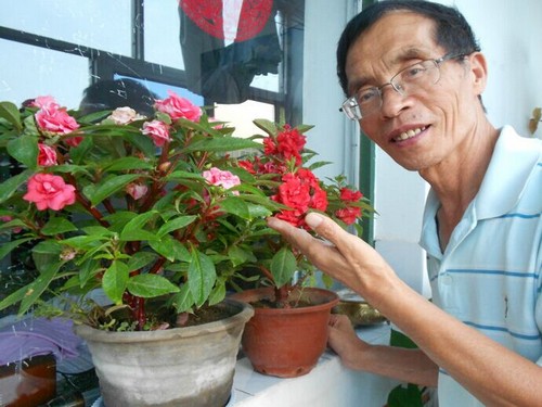 牡丹催花后复壮的技术