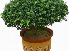 龟甲冬青盆景养护方法