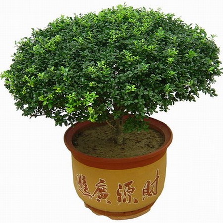 龟甲冬青盆景养护方法