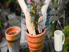 如何给盆景换盆