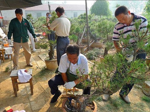 黑松盆景桩材栽植方法