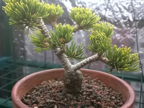 如何让五针松盆景针叶保持短而密