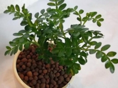 清香木掉叶子怎么办