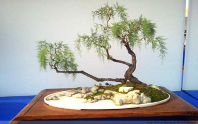 怪柳盆景的养护方法