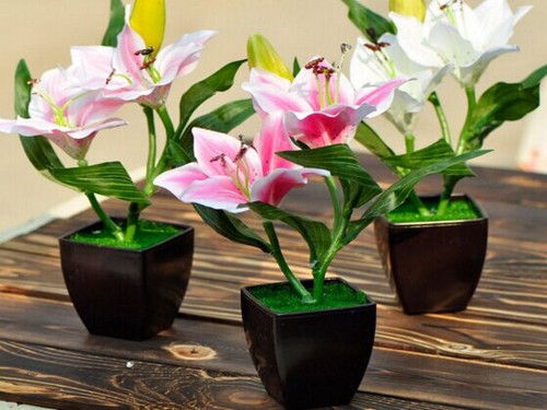 百合花盆景日常养护管理方法