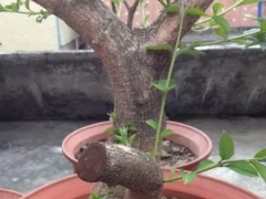 下山桩树桩在春季发芽后容易枯死的原因