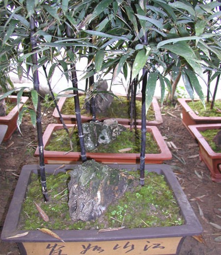 紫竹盆景养护方法