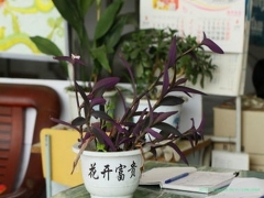 紫鸭跖草（紫竹梅）养护方法