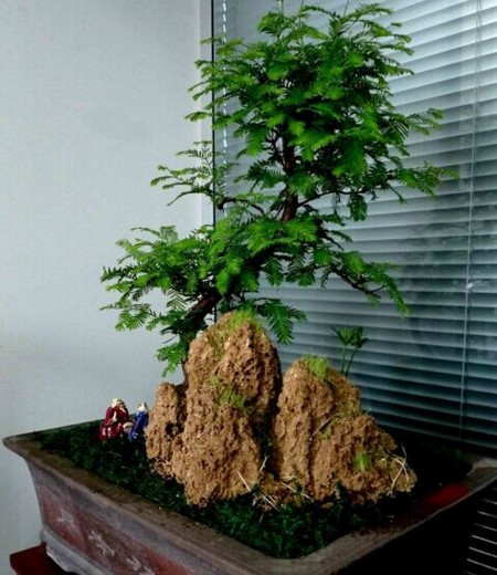 水杉盆景养护方法及注意事项