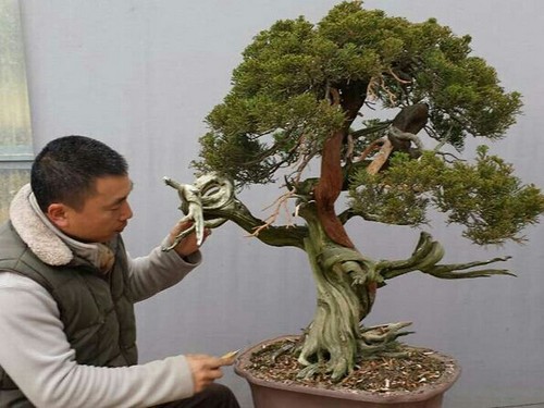 真柏盆景养护方法