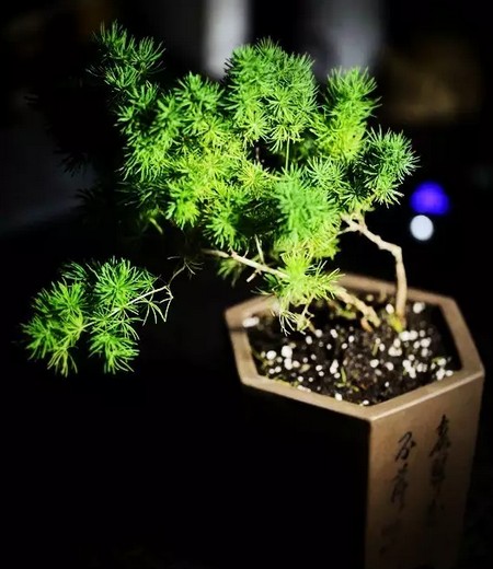 蓬莱松的养殖方法和注意事项