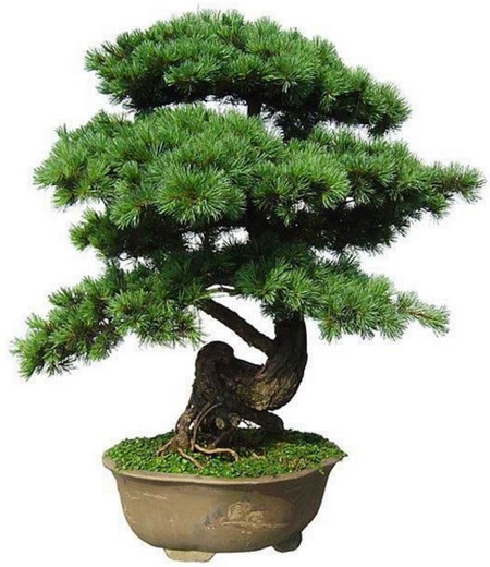 蓬莱松怎么养？蓬莱松的养殖方法