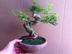 小叶女贞盆景怎么养？