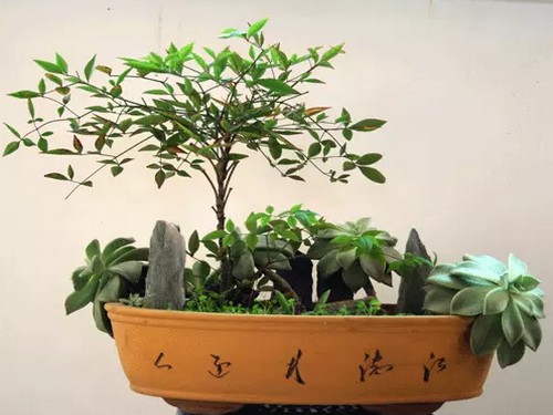 盆景安全度夏的养护管理方法