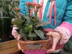长寿花不开花怎么办