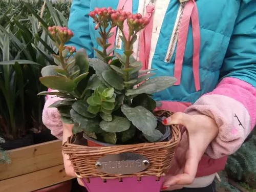 长寿花不开花怎么办